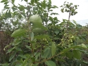 Syzygium guineense