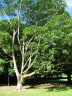 Melicope latifolia