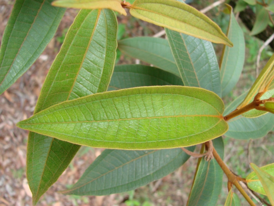 Miconia rubiginosa