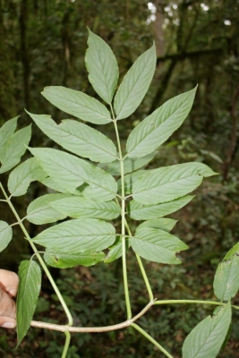 Sambucus peruviana