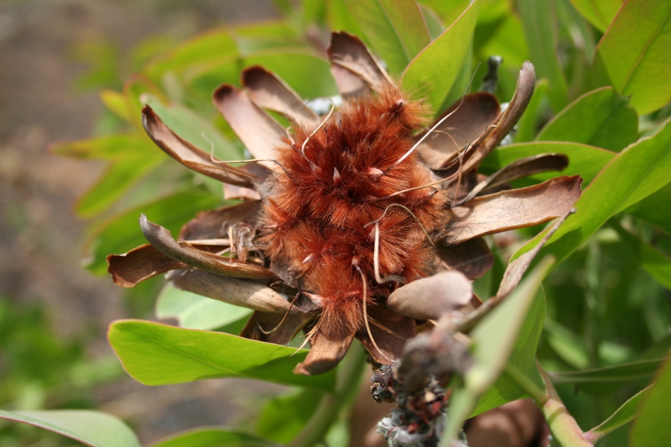 Protea madiensis