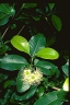 Xanthostemon oppositifolius