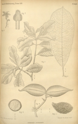 Ochrosia acuminata