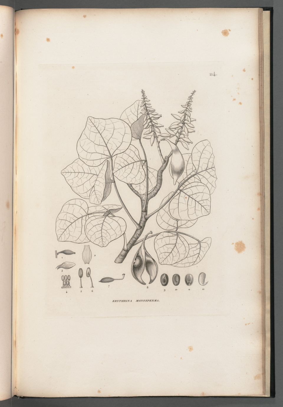 Erythrina tahitensis