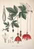 Passiflora antioquiensis