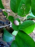 Santiria apiculata