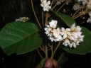 Dombeya umbellata