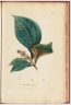 Miconia tomentosa