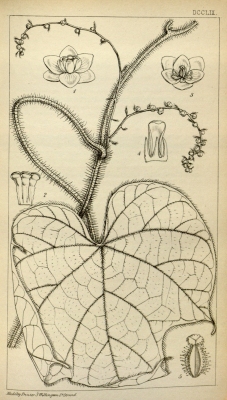 Jateorhiza macrantha