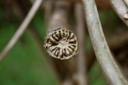 Tinospora cordifolia