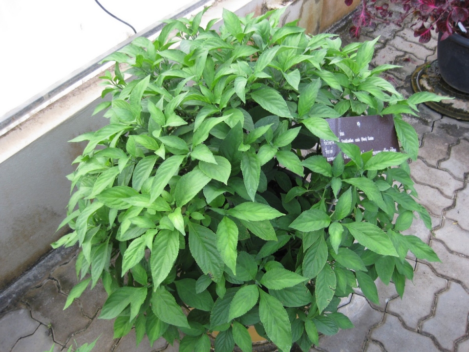 Strobilanthes cusia