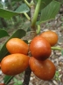 Ficus drupacea
