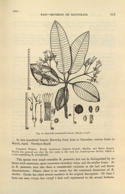 Rauvolfia pentaphylla