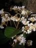 Dombeya umbellata