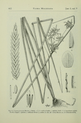 Cyperus procerus