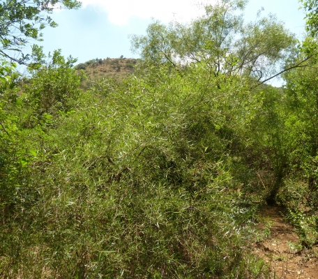 Salix mucronata