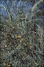 Acacia coriacea
