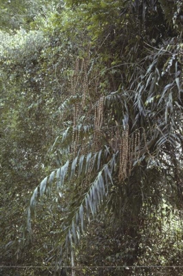 Plectocomia pierreana