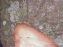 Dracontomelon lenticulatum