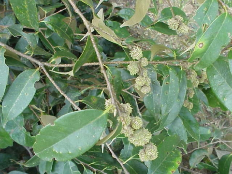 Castanopsis acuminatissima