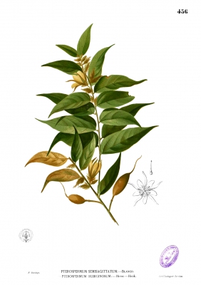 Pterospermum semisagittatum
