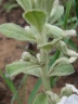 Hybanthus calceolaria