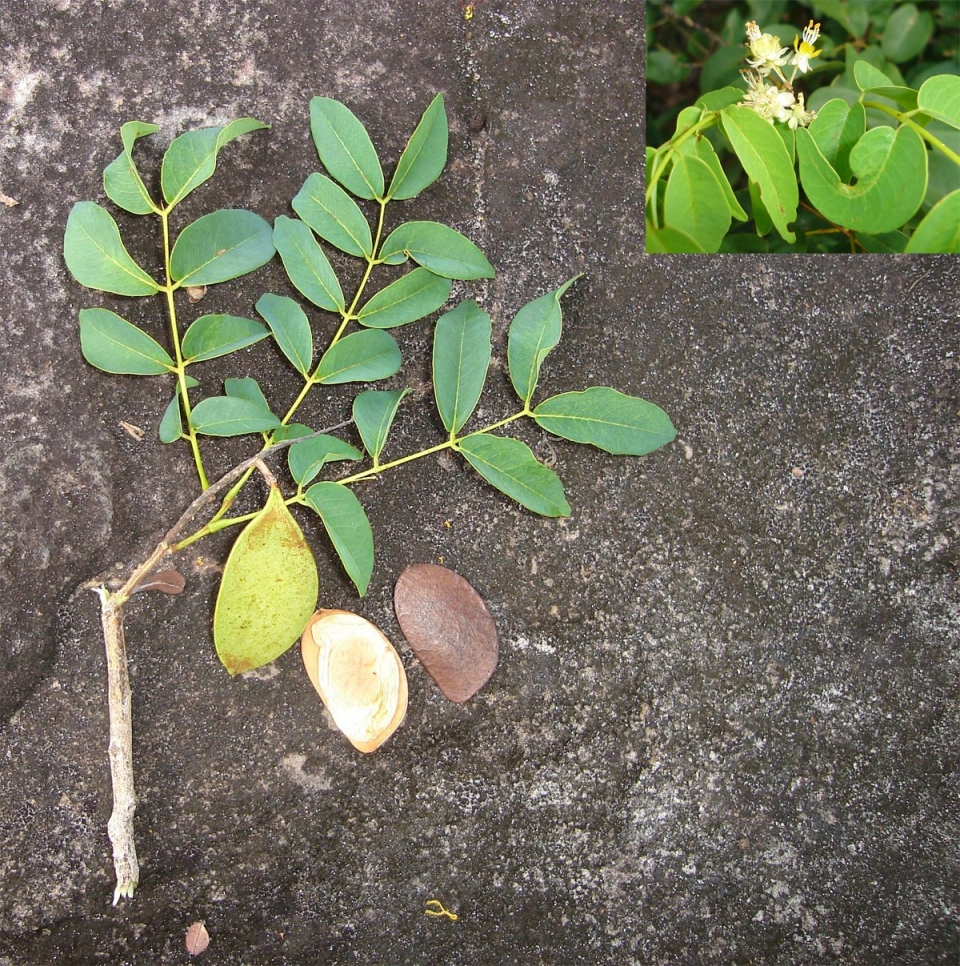 Diptychandra aurantiaca