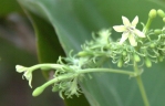 Paederia bojeriana