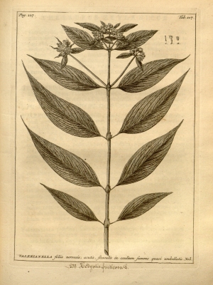 Hedyotis fruticosa