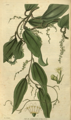 Dioscorea cinnamomifolia