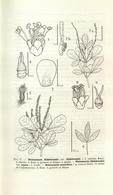 Weinmannia minutiflora