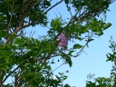 Lonchocarpus punctatus