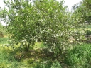 Citrus aurantiifolia