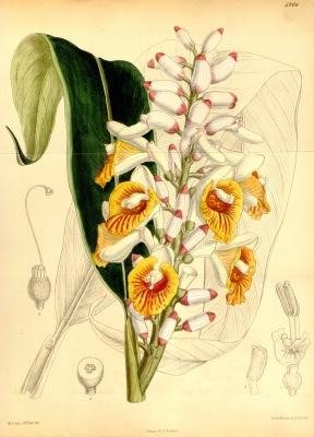 Alpinia mutica