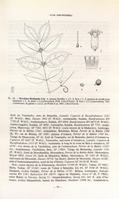 Strychnos floribunda