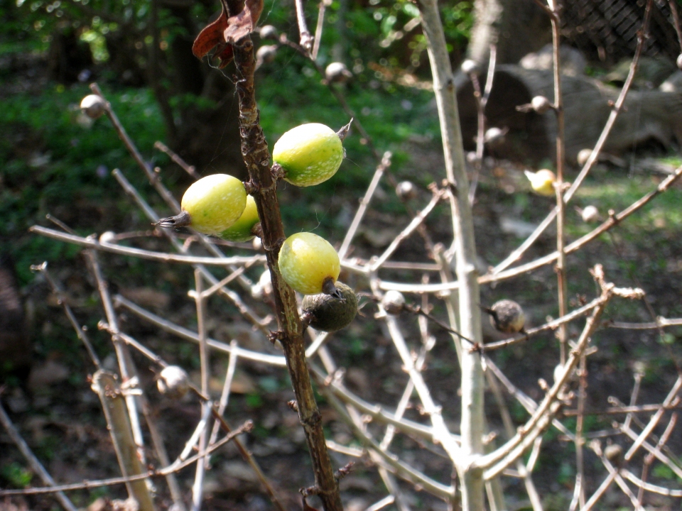 Rosenbergiodendron formosum