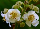 Saurauia madrensis