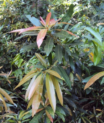 Madhuca neriifolia