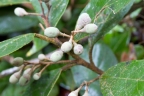 Styrax warscewiczii