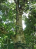 Gmelina arborea