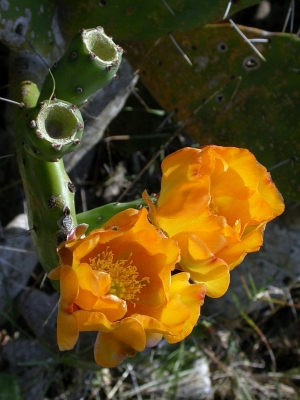 Opuntia paraguayensis