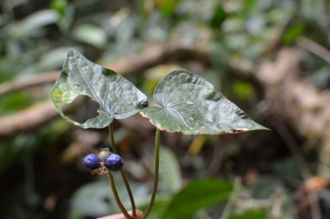 Geophila obvallata