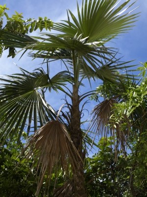 Coccothrinax argentea