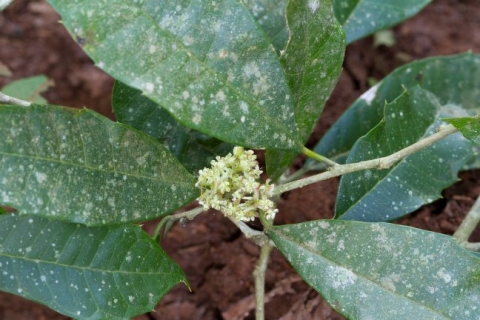 Sorocea bonplandii