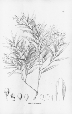 Cinnamomum stenophyllum