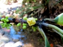Garcinia sizygiifolia