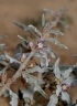 Glossonema boveanum