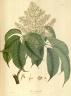 Vitex quinata