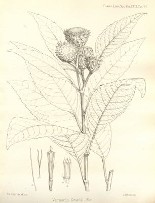 Baccharoides adoensis