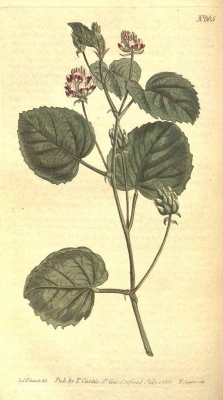 Cullen corylifolium